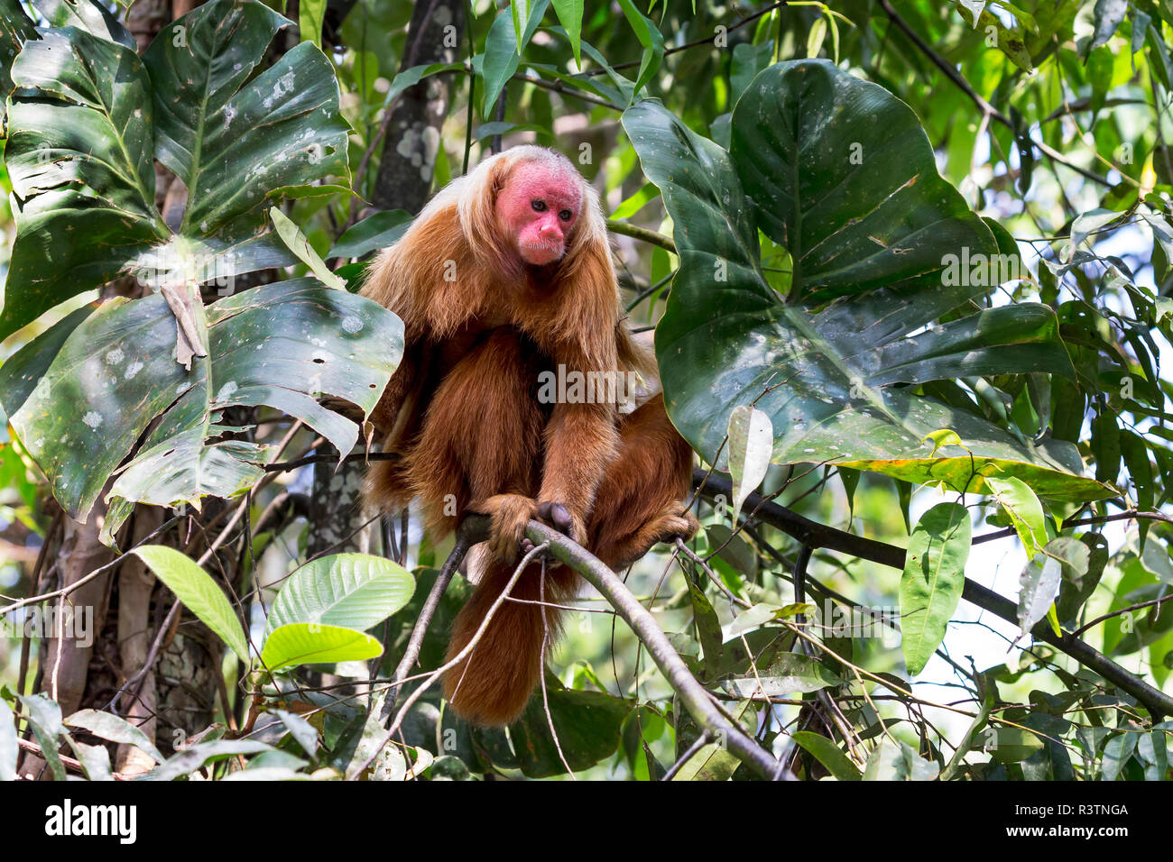 Brasilien, Amazonas, Manaus, Amazon EcoPark Jungle Lodge, Glatze uakari Affe,  Cacajao calvus. Porträt einer kahlen uakari Affen in den Bäumen  Stockfotografie - Alamy