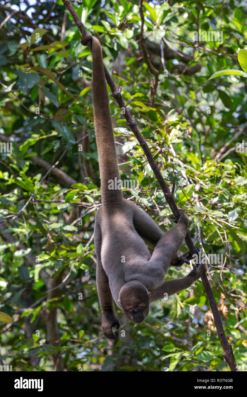 Brasilien, Amazonas, Manaus, Amazon EcoPark Jungle Lodge. Gemeinsame Wollaffen hängen von den Bäumen mit ihrem Greifschwanz. Stockfoto