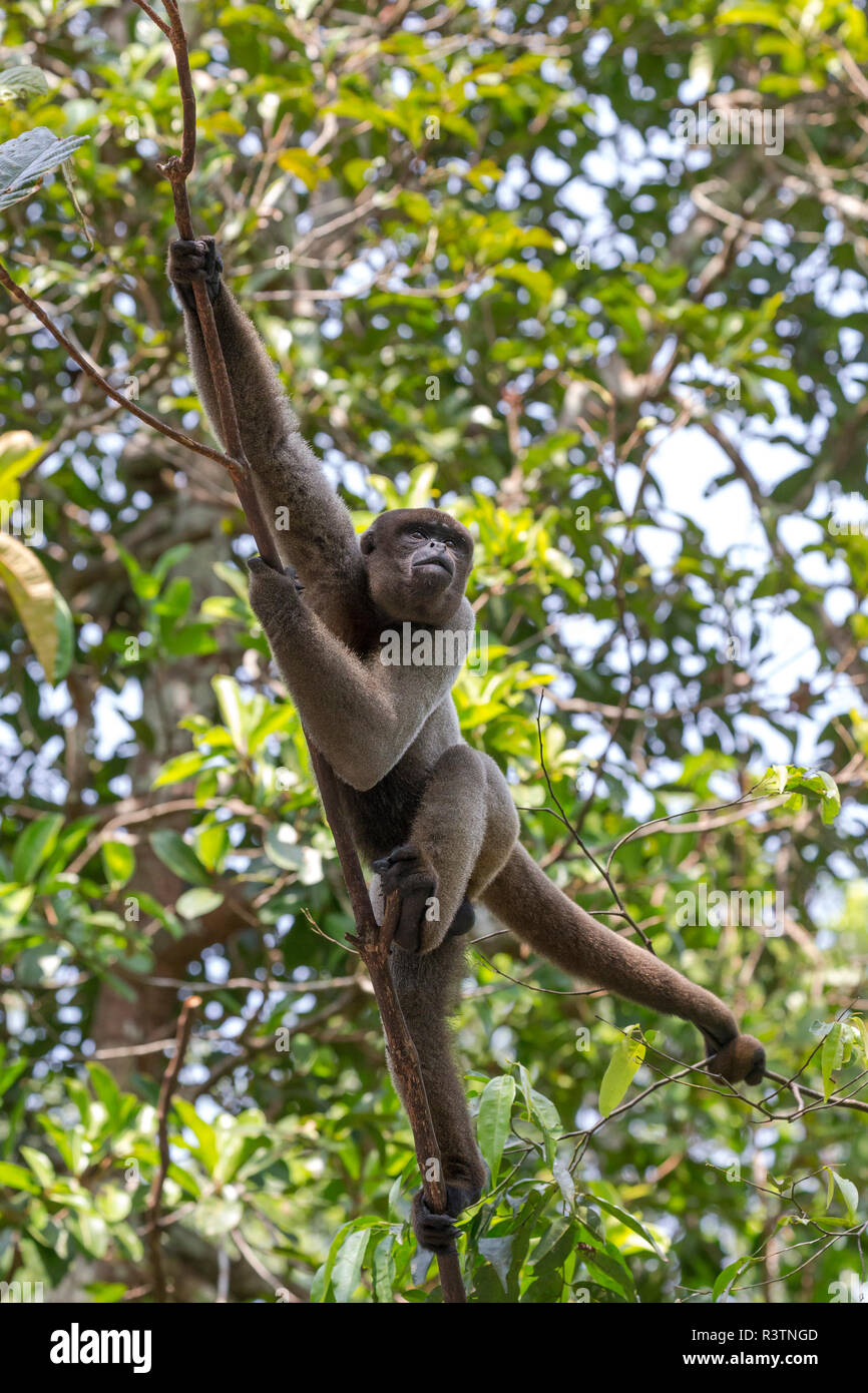 Brasilien, Amazonas, Manaus, Amazon EcoPark Jungle Lodge. Gemeinsame Wollaffen hängen von den Bäumen mit ihrem Greifschwanz. Stockfoto