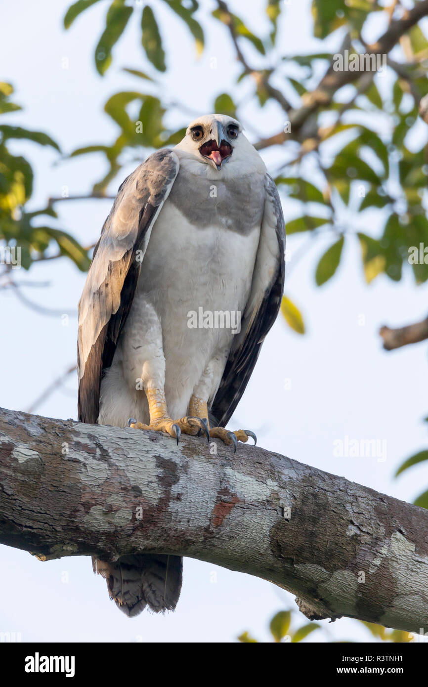 Harpy eagle amazon -Fotos und -Bildmaterial in hoher Auflösung – Alamy
