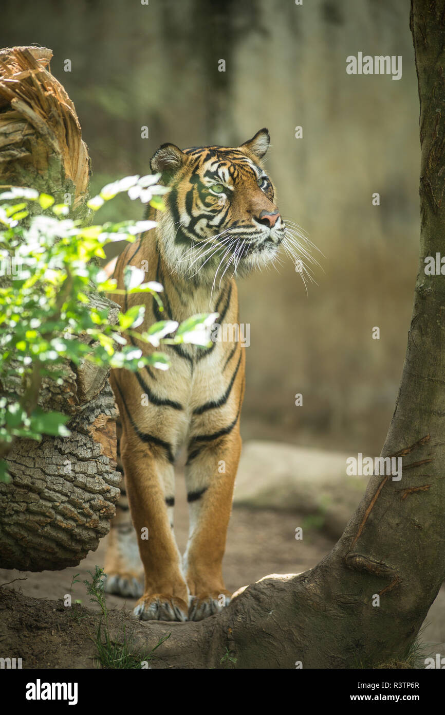 Nahaufnahme von einem Sibirischen Tiger auch bekannt als Amur Tiger (Panthera tigris altaica), das grösste lebende Katze Stockfoto