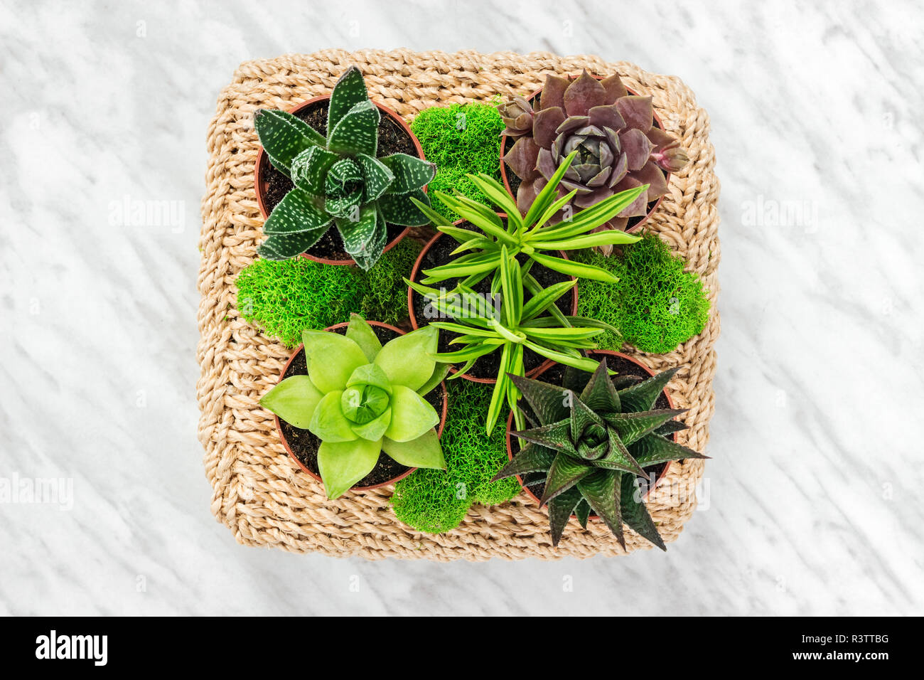 Blumenschmuck mit sukkulenten Pflanzen und Moos, auf Marmor Hintergrund. Stockfoto