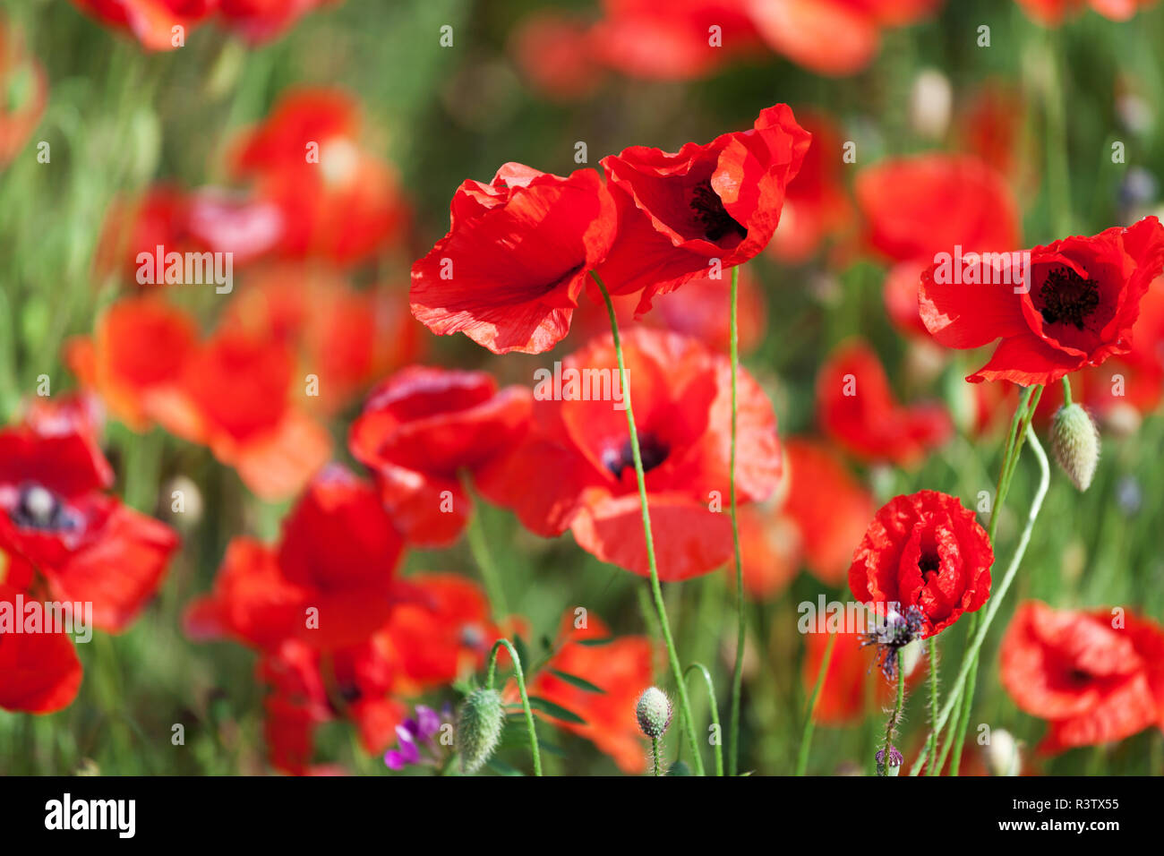 rote Mohnblume Stockfoto