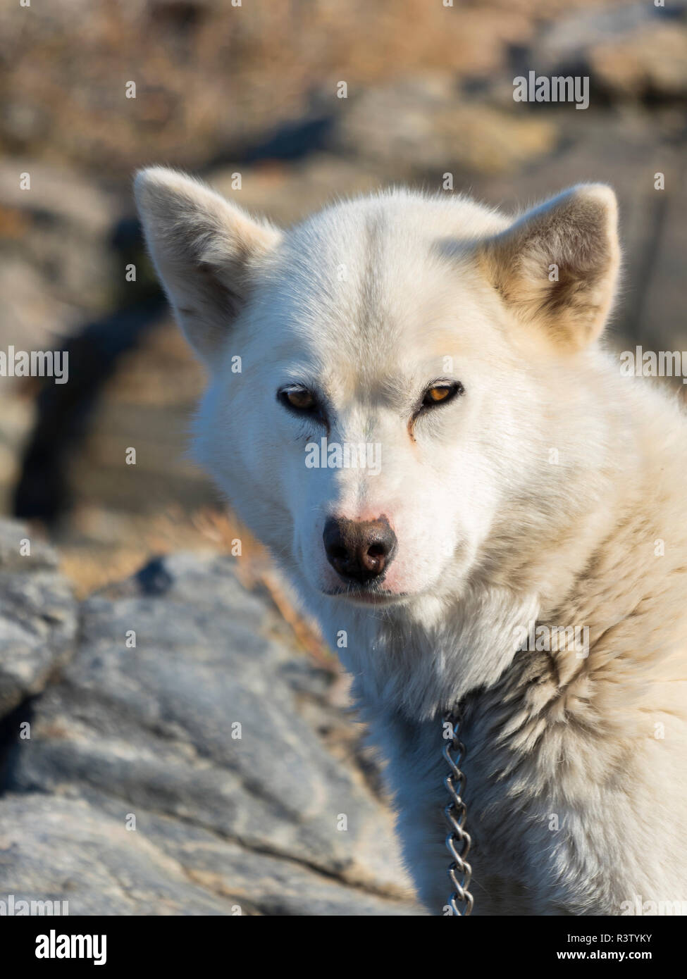 Schlittenhunde in der kleinen Stadt Uummannaq im Nordwesten Grönlands, Dänemark. Im Winter werden die Hunde immer noch als Hund teams Schlitten der Fischer zu ziehen. Stockfoto