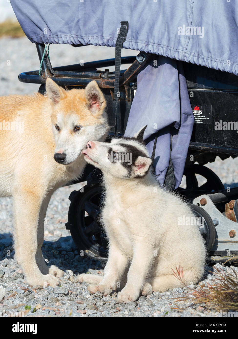 Schlittenhunde in der kleinen Stadt Uummannaq im Nordwesten Grönlands, Dänemark. Im Winter werden die Hunde immer noch als Hund teams Schlitten der Fischer zu ziehen. Stockfoto