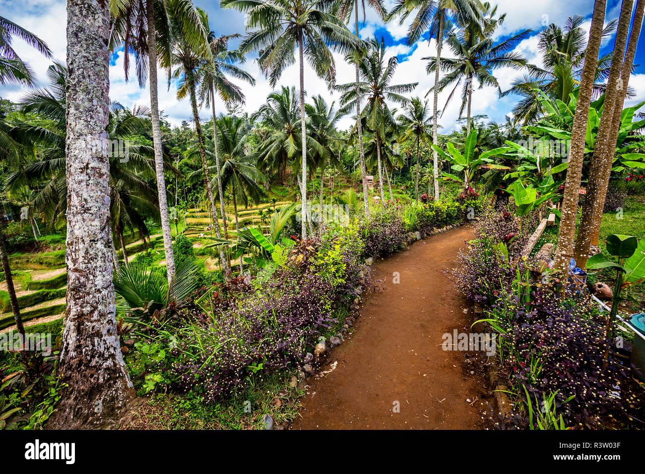 Reisfelder tegallang - Kedisan, Tegallalang, Kabupaten Gianyar, Bali80561 Stockfoto