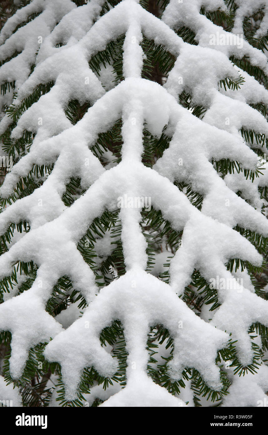 Symmetrie eines schneebedeckten Kiefer Ast Stockfoto