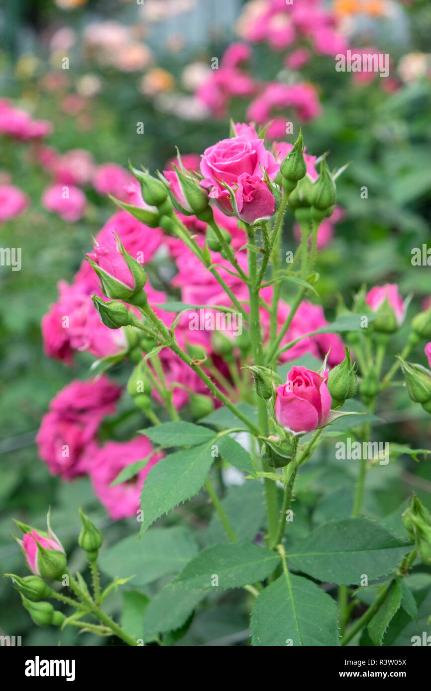 Schöne Lydia, Spray Rose, USA Stockfoto