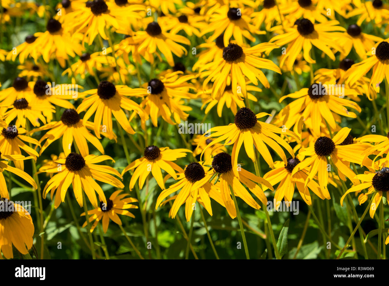 Black-Eyed Susan's, USA Stockfoto