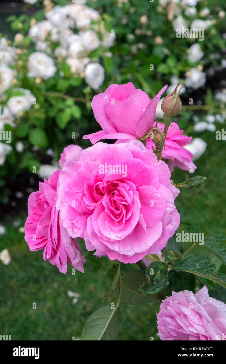 Rosa Rose Bush, Usa Stockfoto