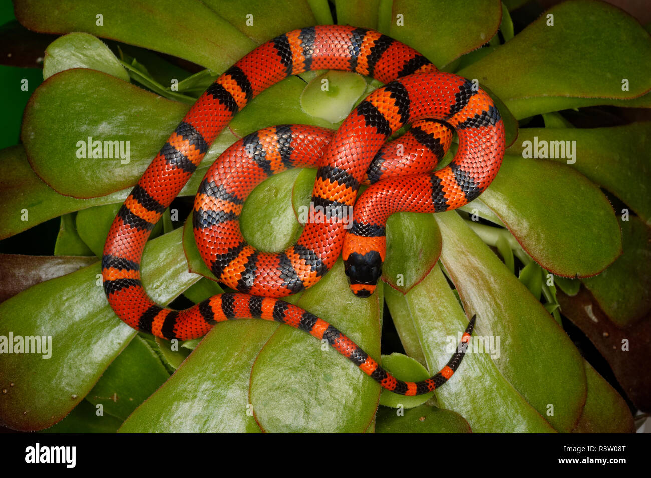 Honduranische Milksnake, Lampropeltis triangulum hondurensis, beheimatet in Honduras, Nicaragua und Costa Rica Stockfoto