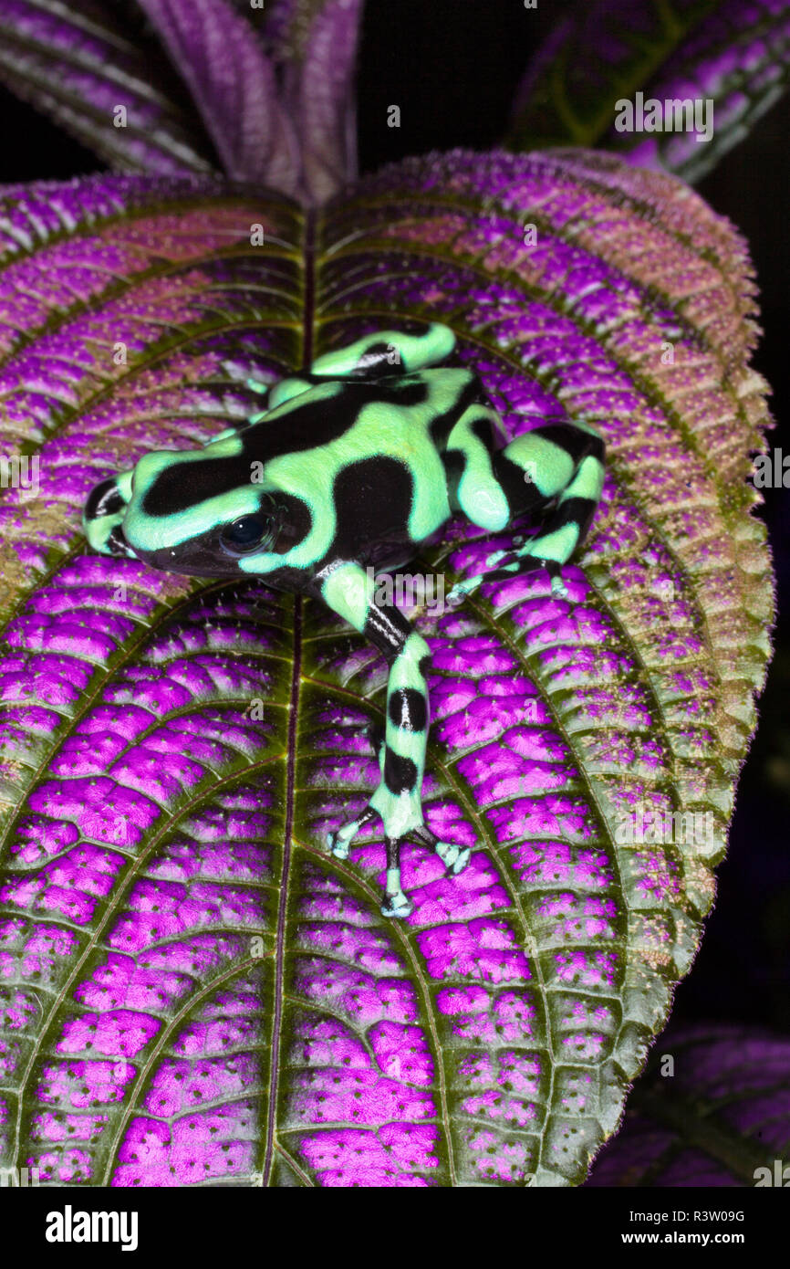 Grüne und schwarze Poison dart Frog, Dendrobates auratus, Mittelamerika Stockfoto