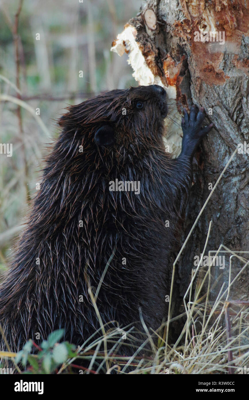 American Beaver Kauen auf Baum Stockfoto