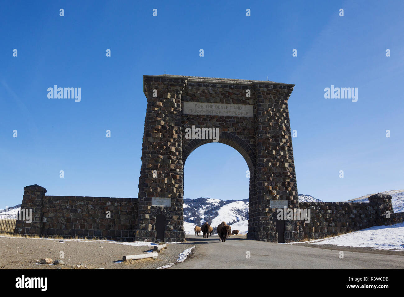 Bison im Yellowstone im Winter verlassen, durch den Gardiner Gate Stockfoto