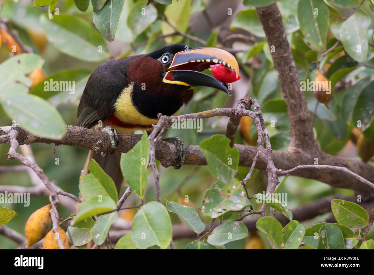 Kastanien-eared Aracari mit Mahlzeit Stockfoto