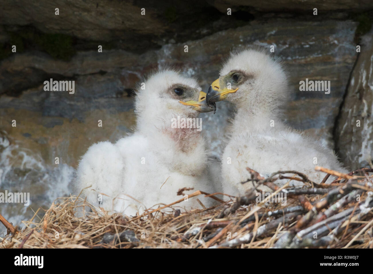 Steinadler-Küken Stockfoto