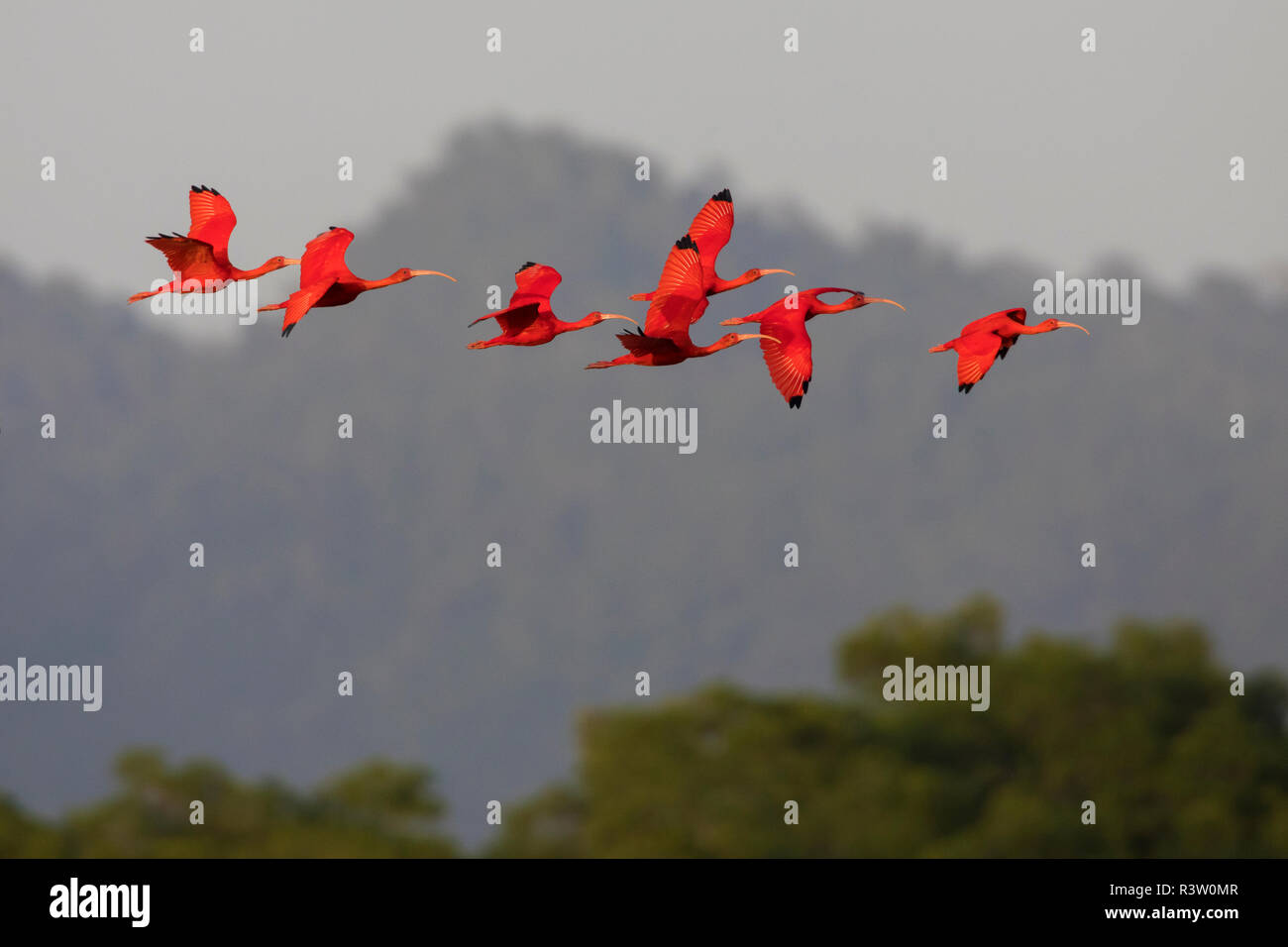 Scarlet Ibis Herde Stockfoto