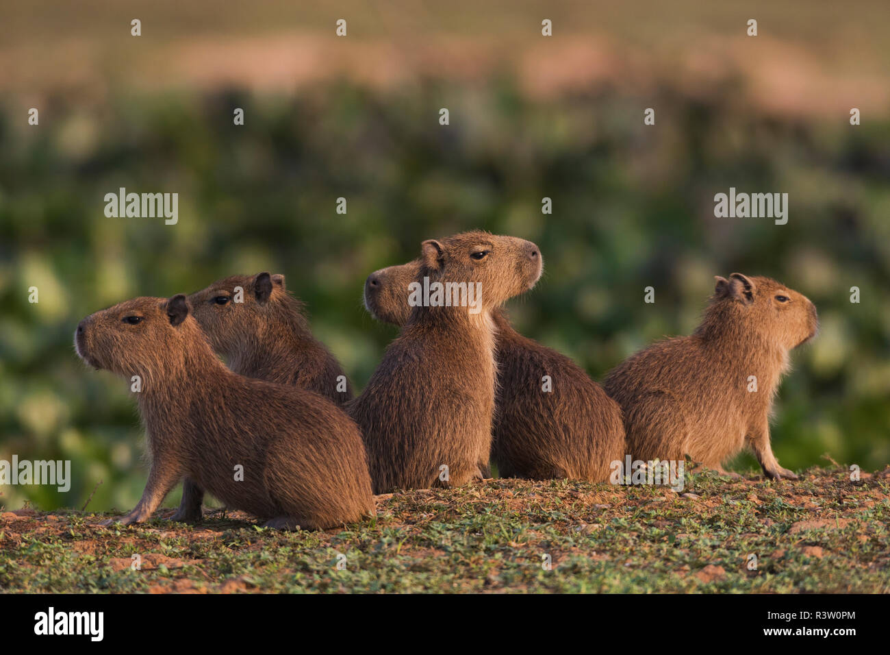 Capybara Knaben Wache Stockfoto