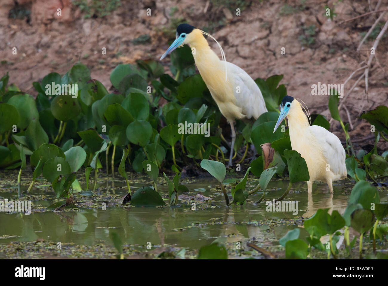 Bedeckte Reiher Stalking Stockfoto