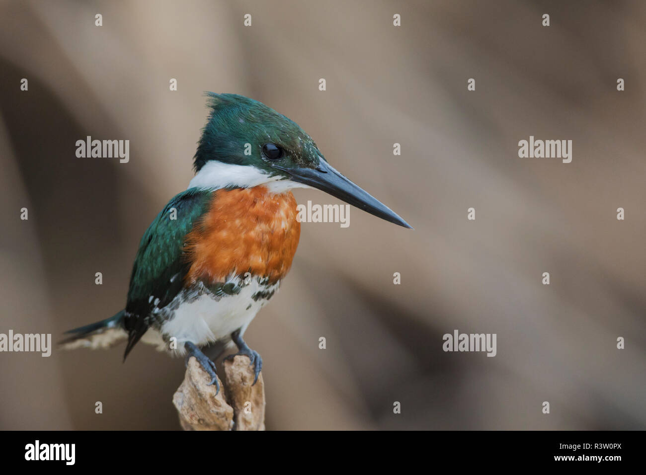 Grüne Eisvogel Stockfoto