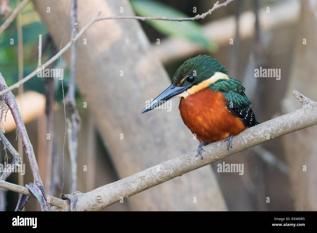 Grün und rufous Kingfisher Stockfoto