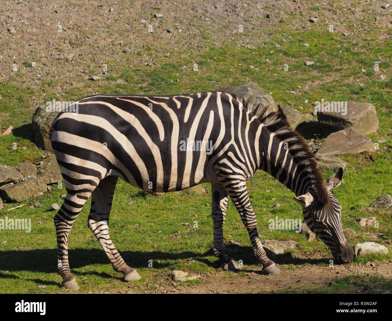 Steppe Zebra Stockfoto