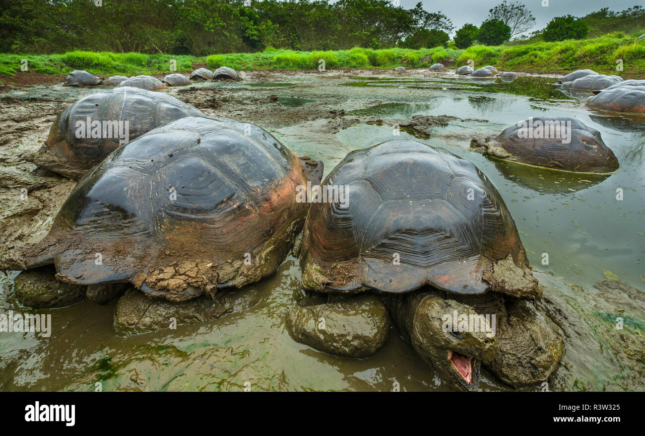 Galapagos Schildkröten, Galapagos, Ecuador Stockfoto