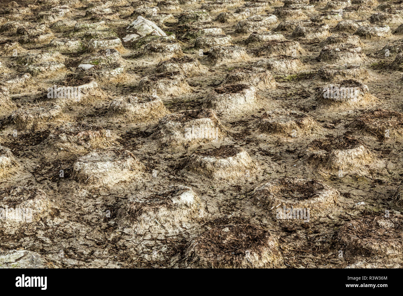 Verlassenen nest Kolonie für Imperial Krähenscharben, Pebble Island, Falkland Inseln, atriceps Leucocarbo Stockfoto