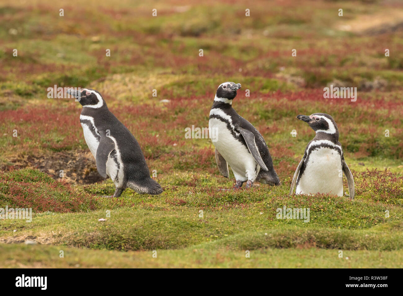 Falklandinseln, trostlosen Insel. Magellan-pinguine an gräbt. Stockfoto