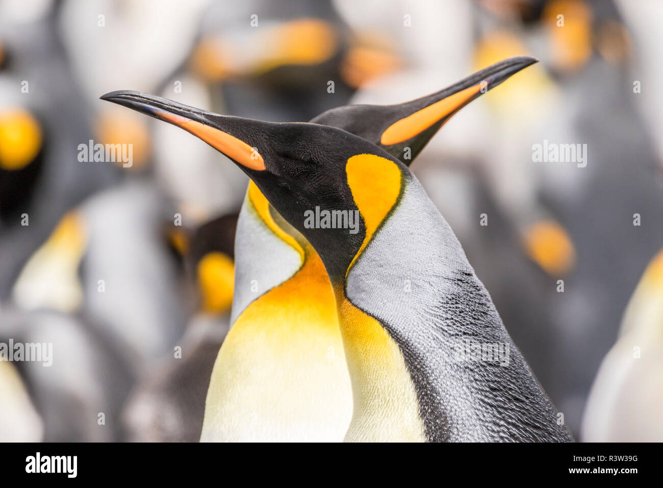 Falklandinseln, East Falkland. Königspinguine in der Kolonie. Stockfoto