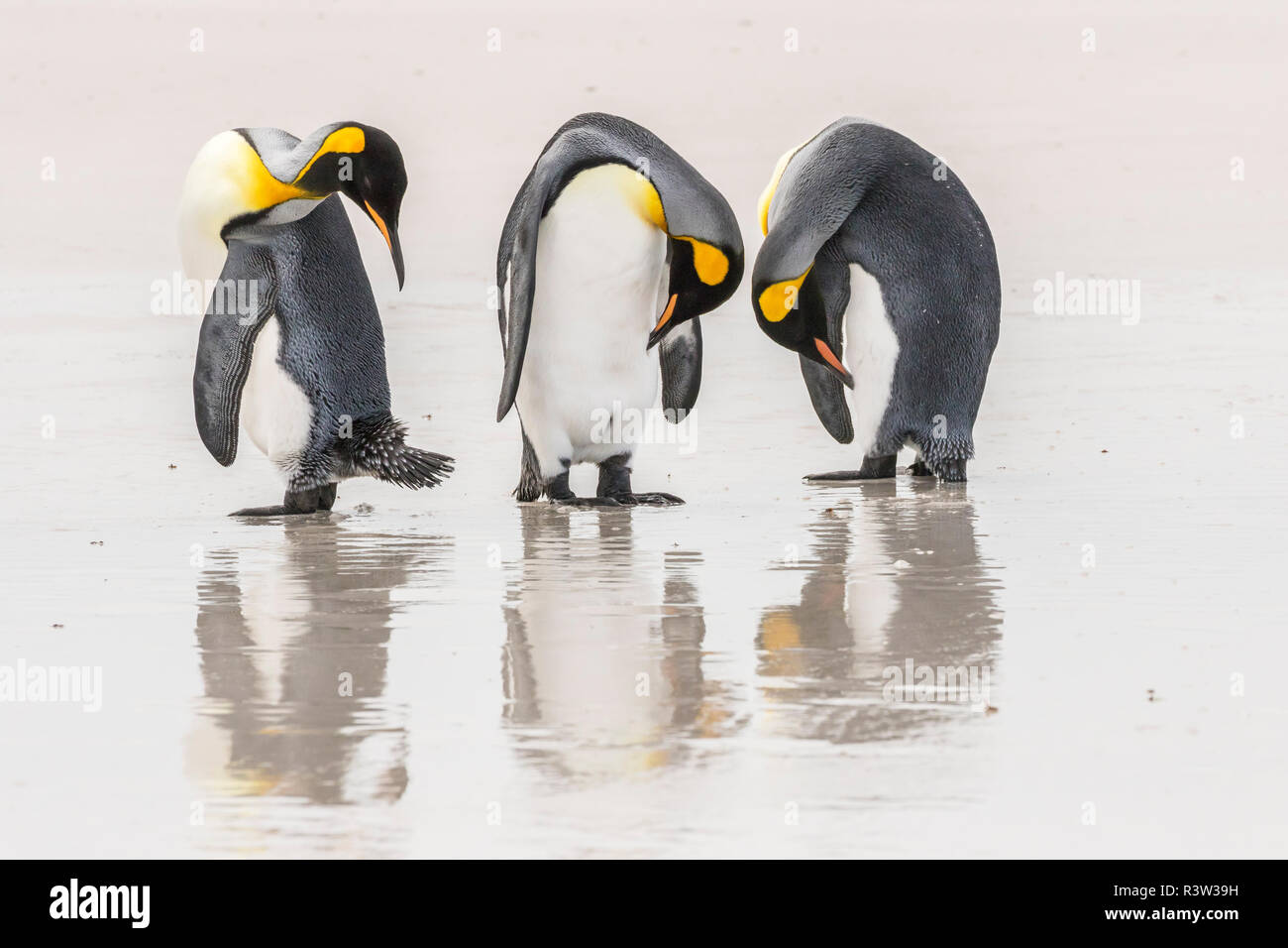 Falklandinseln, East Falkland. König Pinguine am Strand. Stockfoto