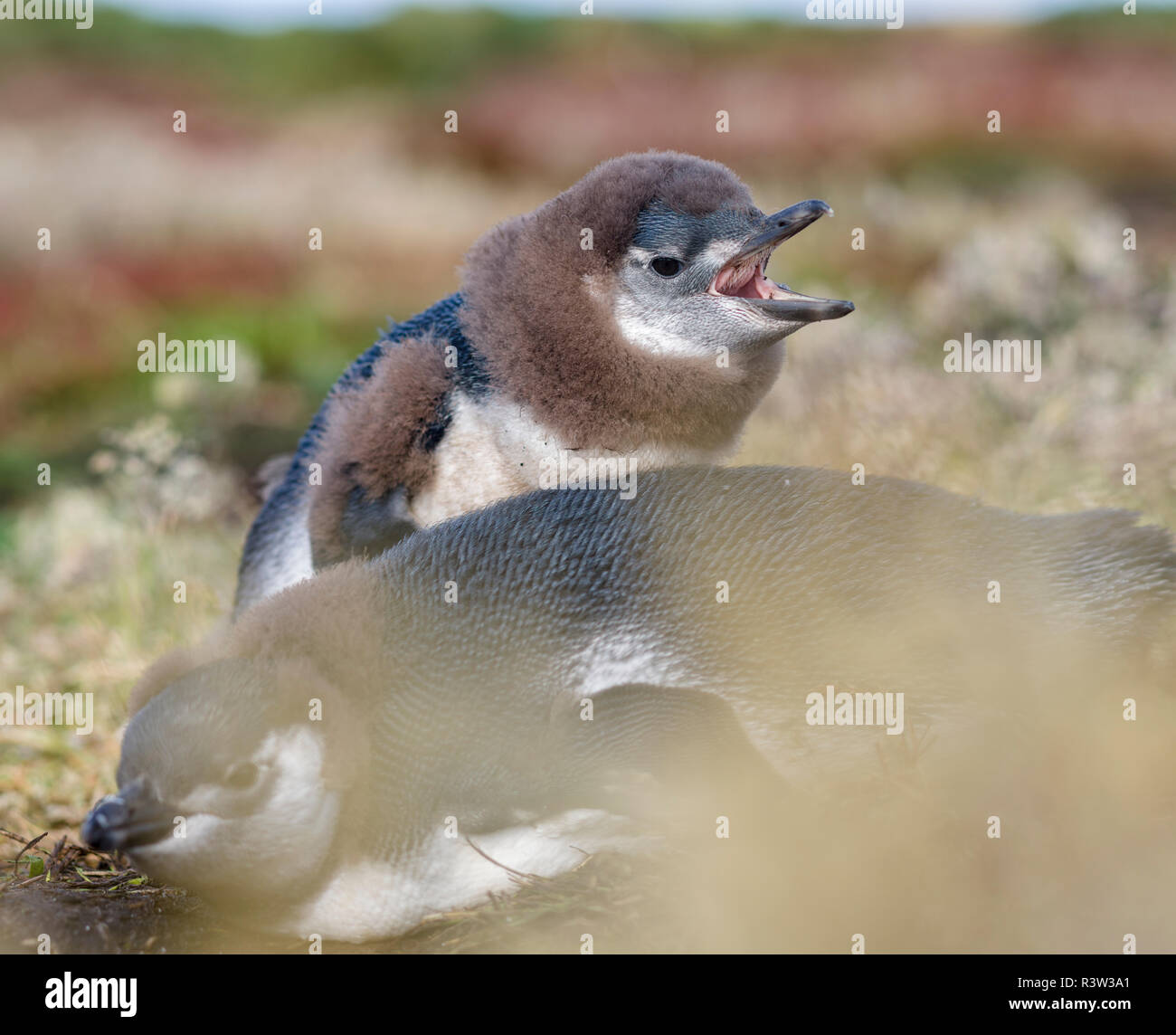 Magellanic Penguin (Spheniscus Magellanicus) am Fuchsbau mit Hälfte gewachsen Küken. Falklandinseln Stockfoto