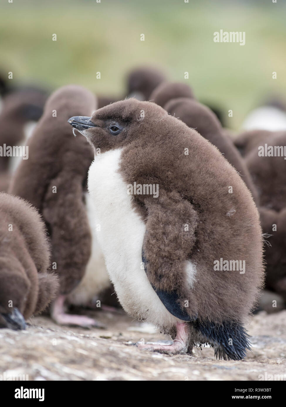 Rockhopper Penguin (Eudyptes chrysocome) Küken. Falklandinseln Stockfoto