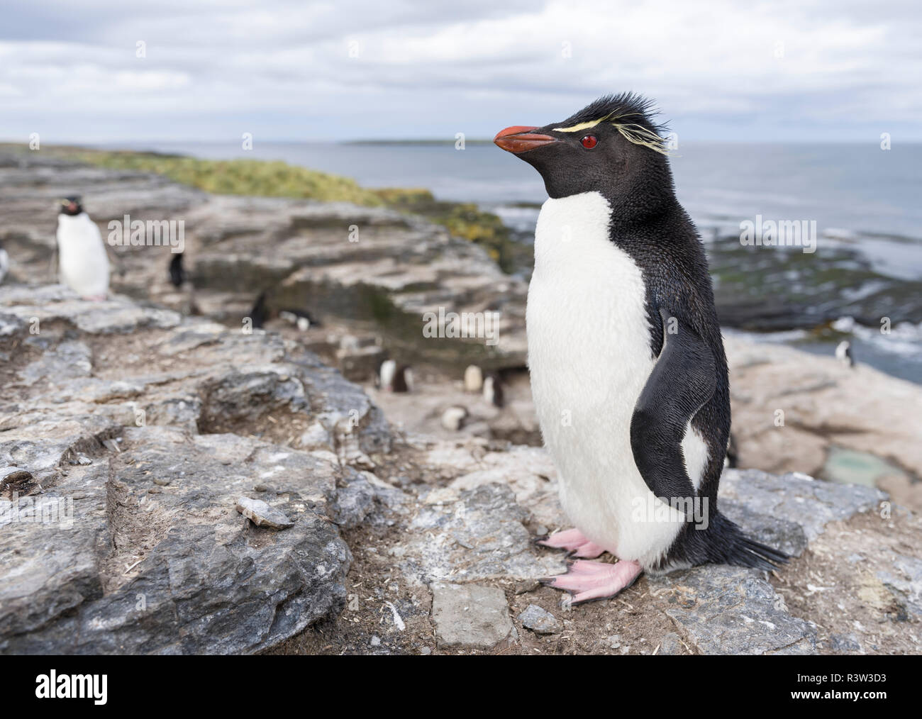 Felsenpinguin (Eudyptes Chrysocome). Falkland-Inseln Stockfoto