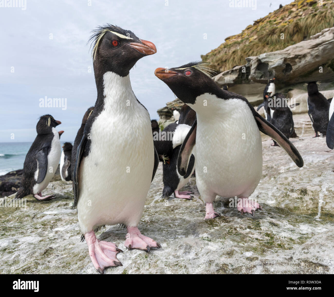 Felsenpinguin (Eudyptes Chrysocome). Falkland-Inseln Stockfoto