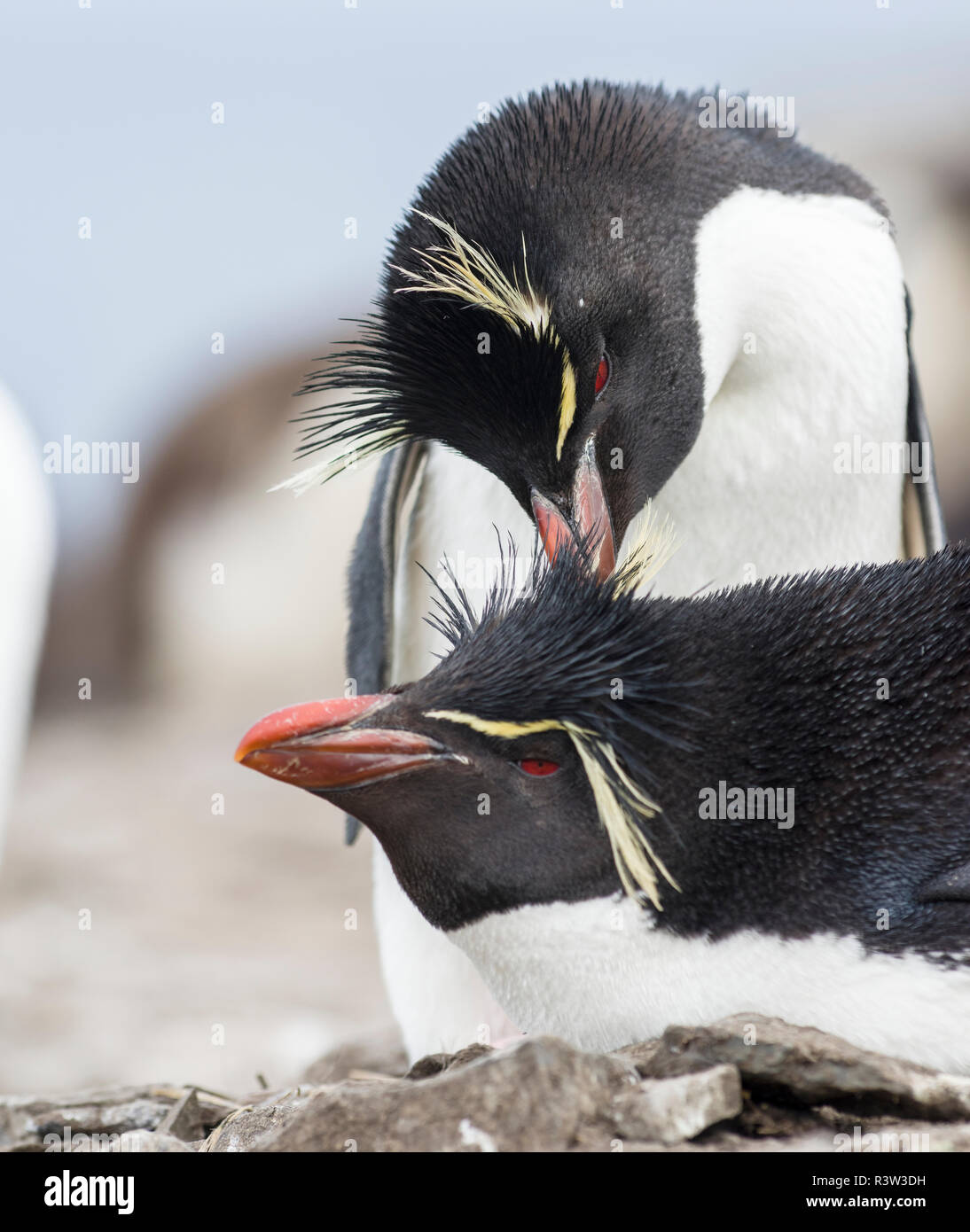 Rockhopper Penguin (Eudyptes chrysocome). Paar Streicheleinheiten. Falklandinseln Stockfoto