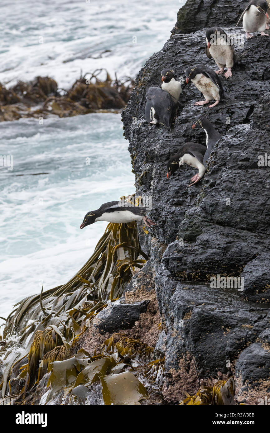 Rockhopper Penguin (Eudyptes chrysocome). Klettern an den Klippen ins Meer zu springen. Falklandinseln Stockfoto