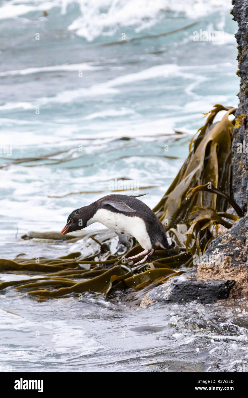 Rockhopper Penguin (Eudyptes chrysocome). Klettern an den Klippen ins Meer zu springen. Falklandinseln Stockfoto