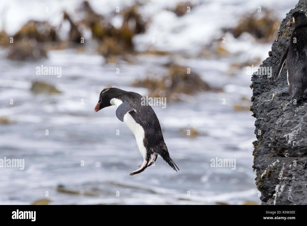 Rockhopper Penguin (Eudyptes chrysocome). Klettern an den Klippen ins Meer zu springen. Falklandinseln Stockfoto