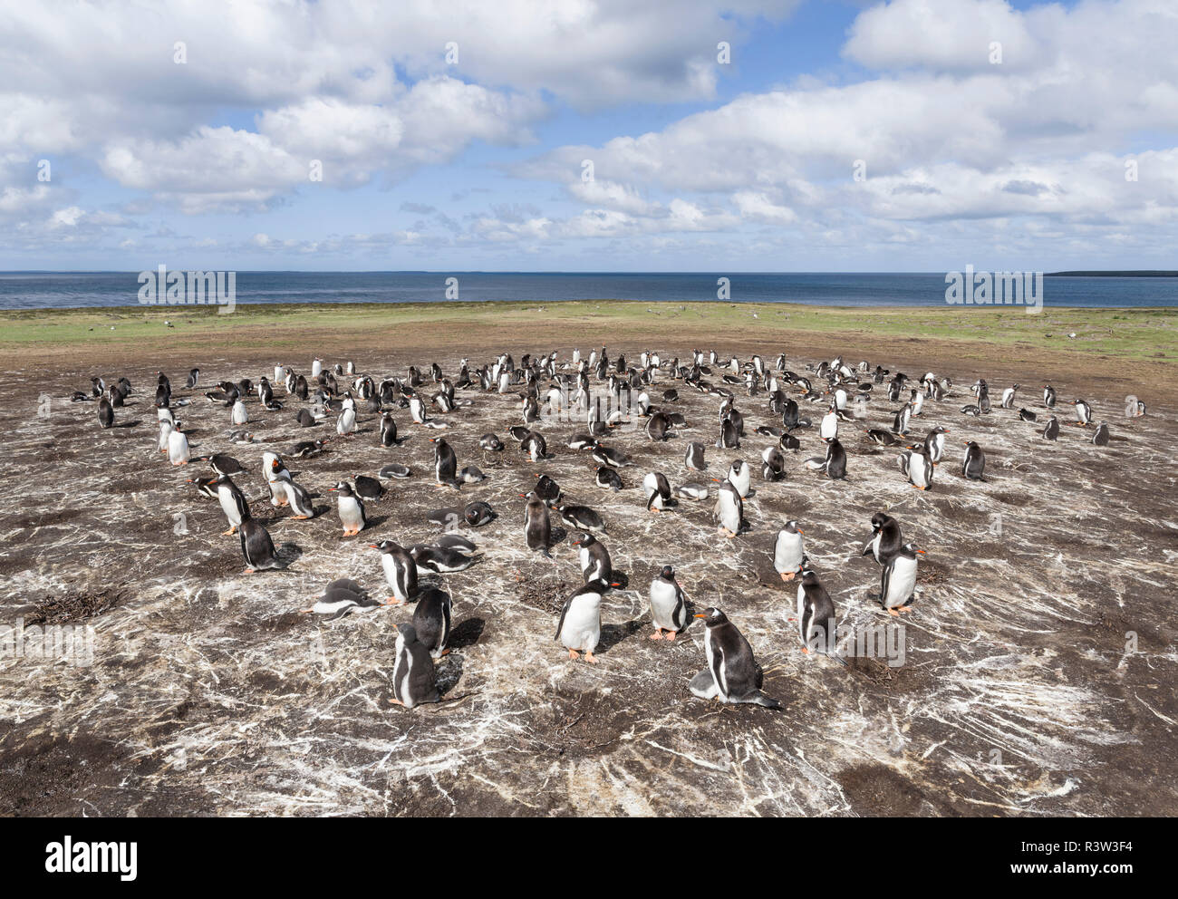 Gentoo Pinguin (Pygoscelis papua) Falkland Inseln. Kolonie. Stockfoto