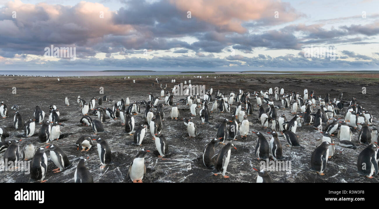 Gentoo Pinguin (Pygoscelis papua) Falkland Inseln. Kolonie. Stockfoto