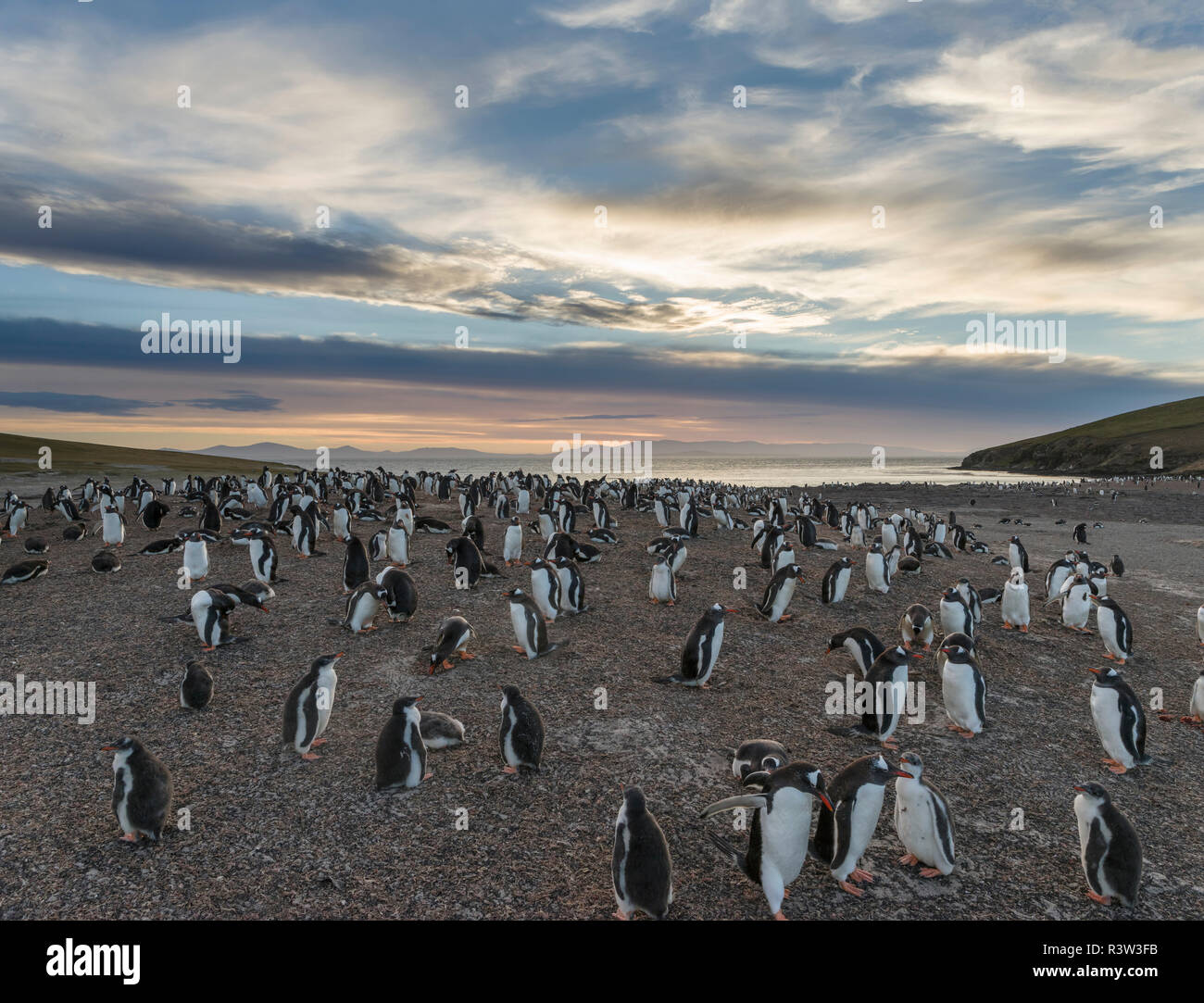 Gentoo Pinguin (Pygoscelis papua) Falkland Inseln. Kolonie. Stockfoto