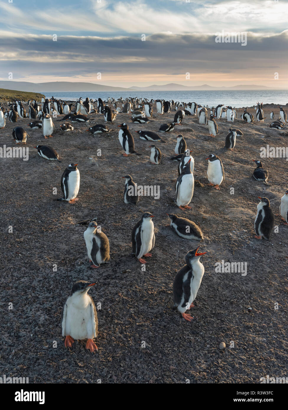 Gentoo Pinguin (Pygoscelis papua) Falkland Inseln. Kolonie. Stockfoto