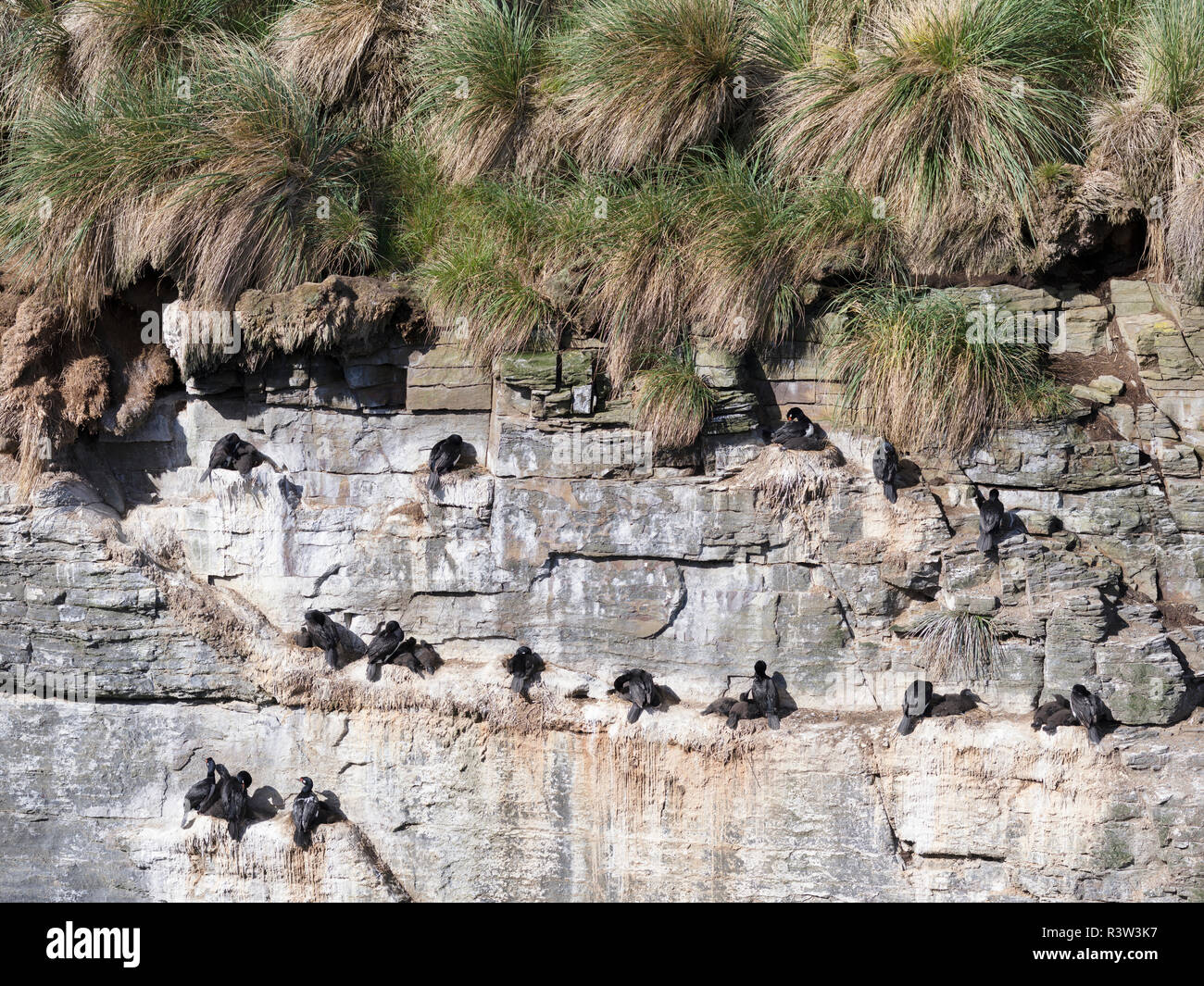 Rock Shag oder magellanschen Kormoran (Phalacrocorax Magellanicus) in der Kolonie. Stockfoto