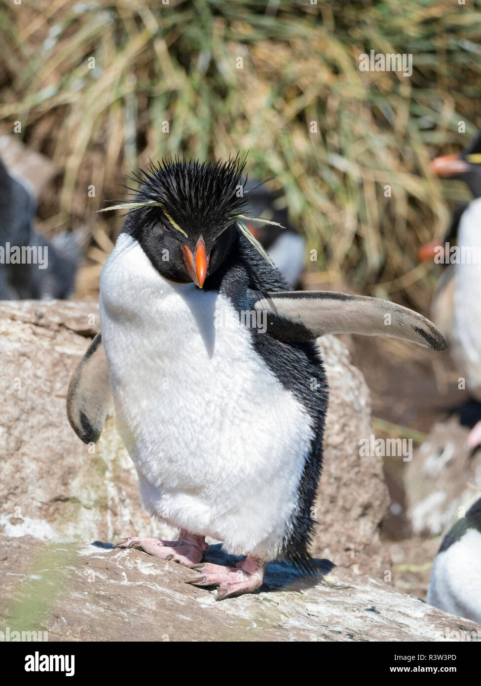 Rockhopper Penguin (Eudyptes chrysocome chrysocome), Unterarten western Rockhopper penguin (Eudyptes chrysocome). Südamerika, Falkland Inseln. Stockfoto