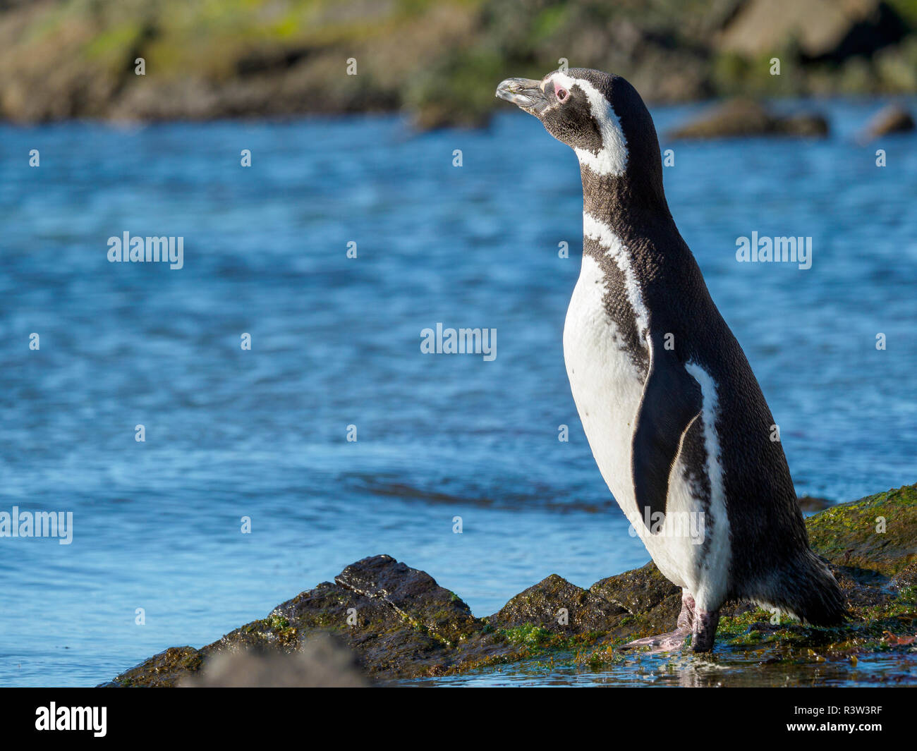 Magellanic Penguin (Spheniscus Magellanicus) an der felsigen Küste. Südamerika, Falkland Inseln Stockfoto