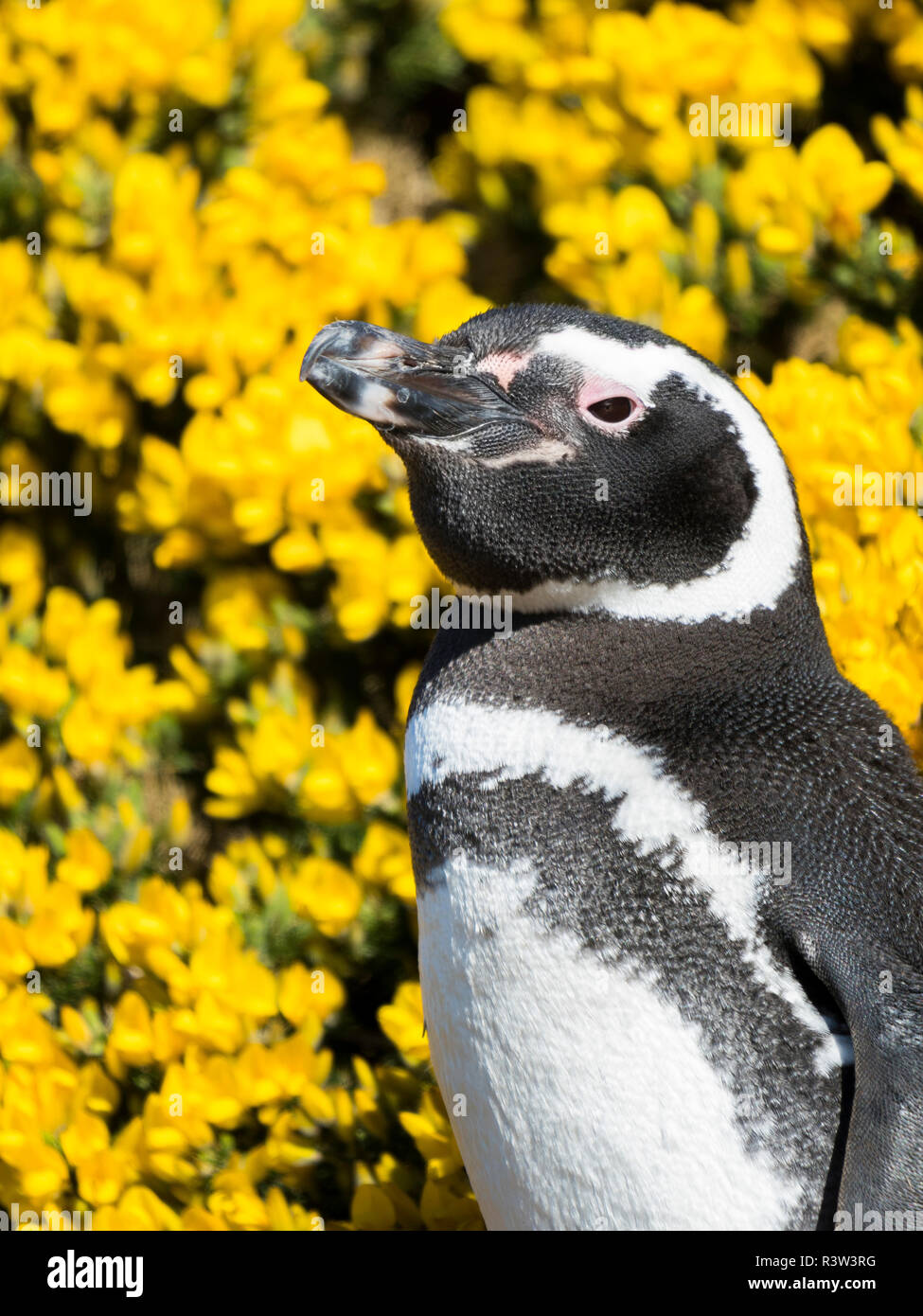 Magellanic Penguin (Spheniscus Magellanicus) am Fuchsbau vor gelb blühenden Ginster. Südamerika, Falkland Inseln Stockfoto