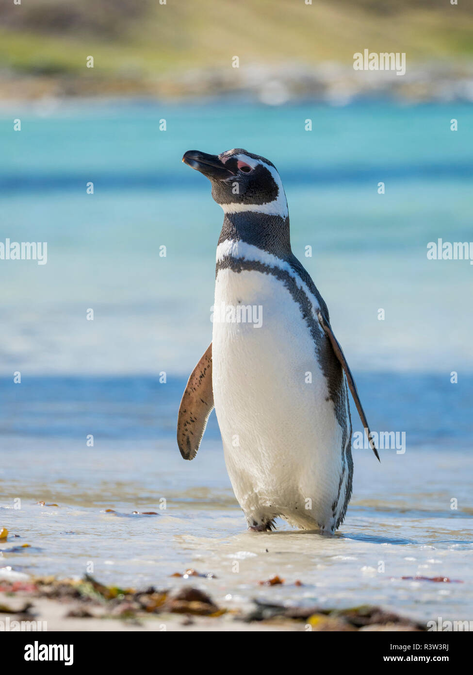 Magellanic Penguin (Spheniscus Magellanicus) am Strand. Südamerika, Falkland Inseln Stockfoto