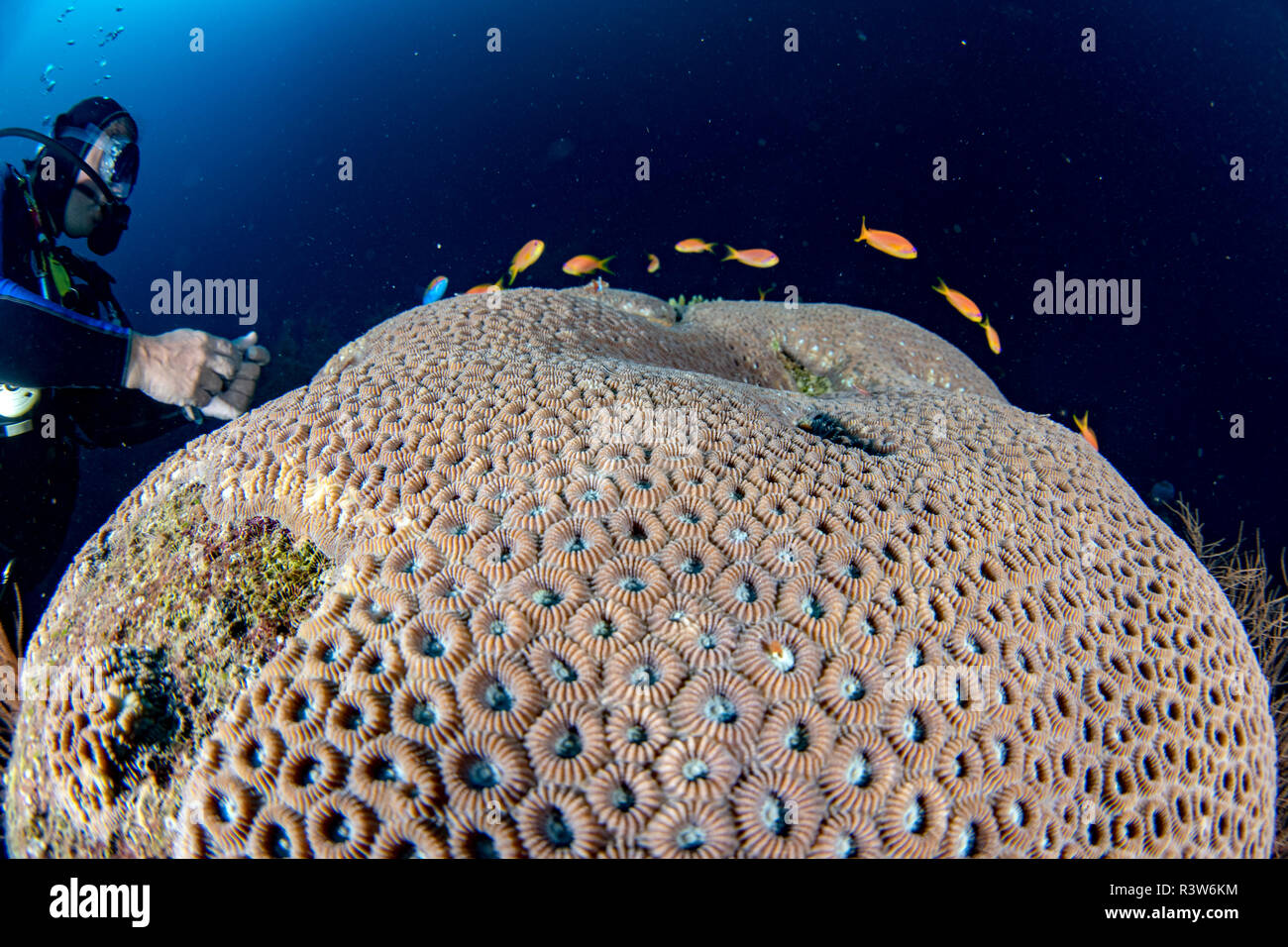 Malediven Korallen Haus für Fische Unterwasser Landschaft Stockfoto