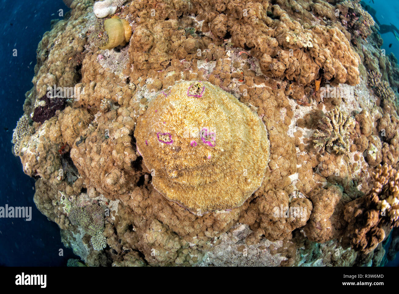 Malediven Korallen Haus für Fische Unterwasser Landschaft Stockfoto